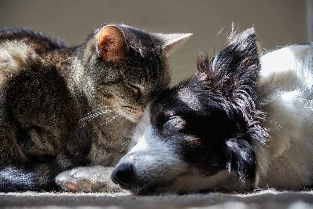 Dog and Cat at peace and sleeping together. Frontal view. Borde